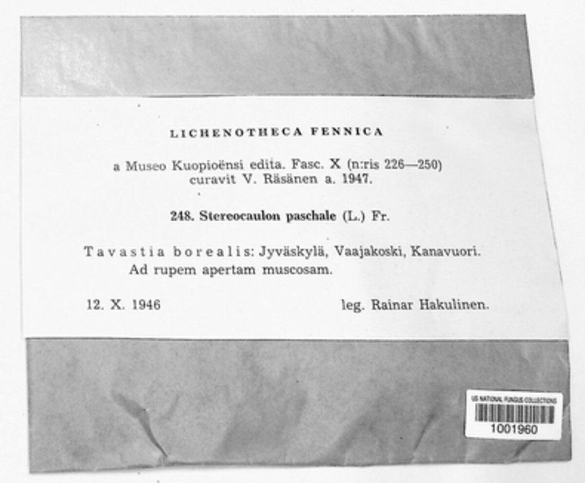 Stereocaulon image
